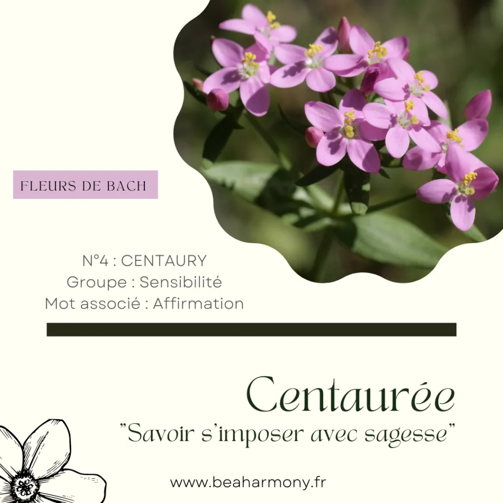 centaury