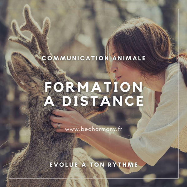 formation communication animale formation à distance