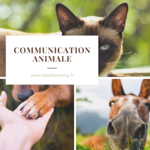 communication animale