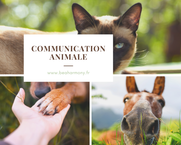 communication animale