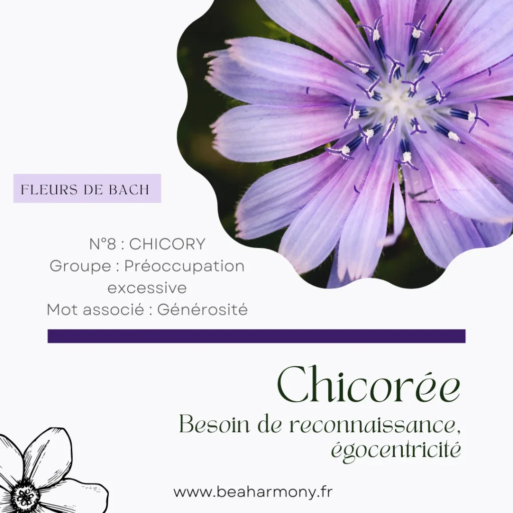 chicory