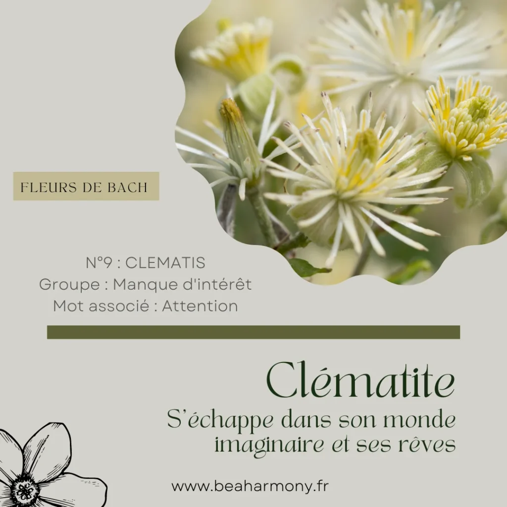 clematis