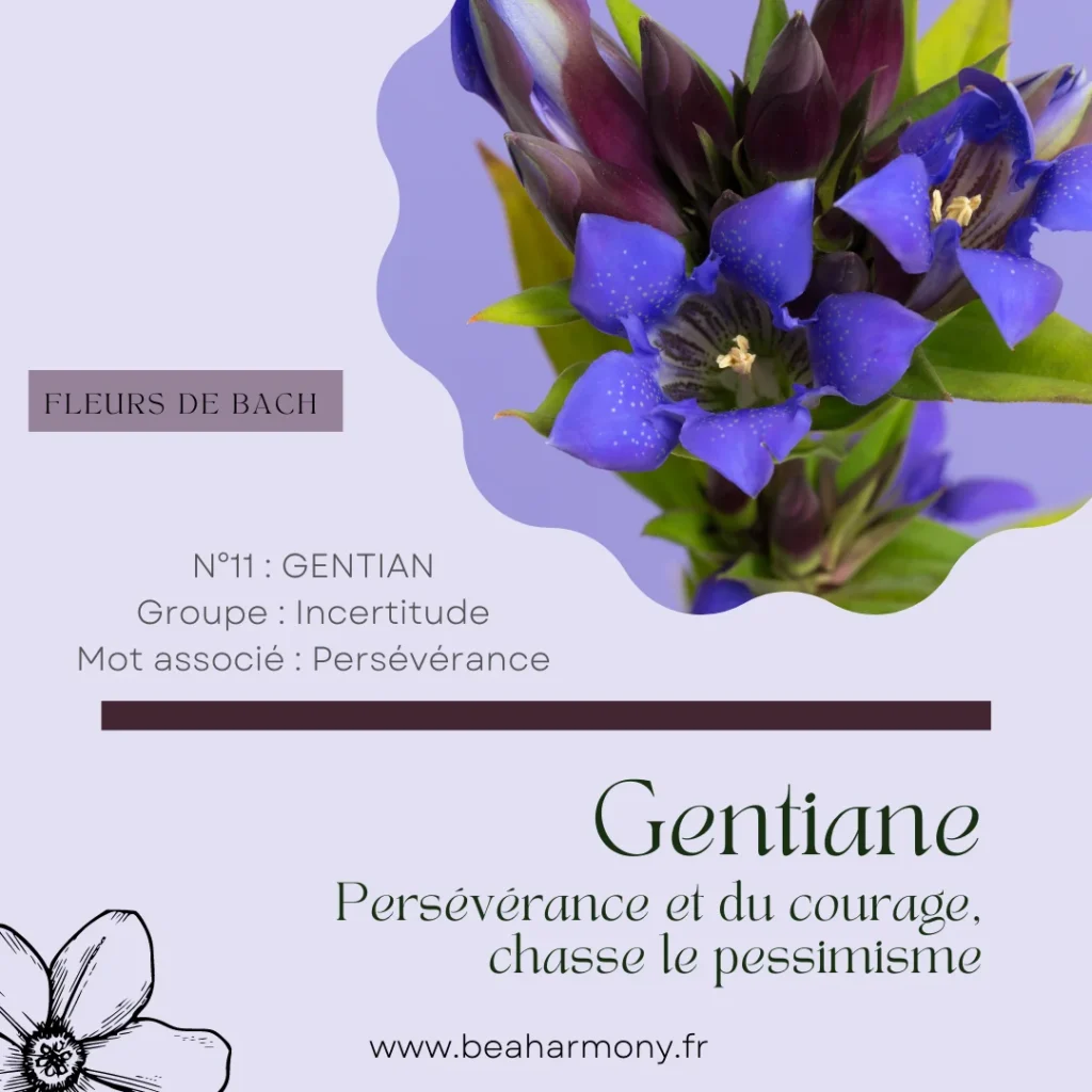 gentian