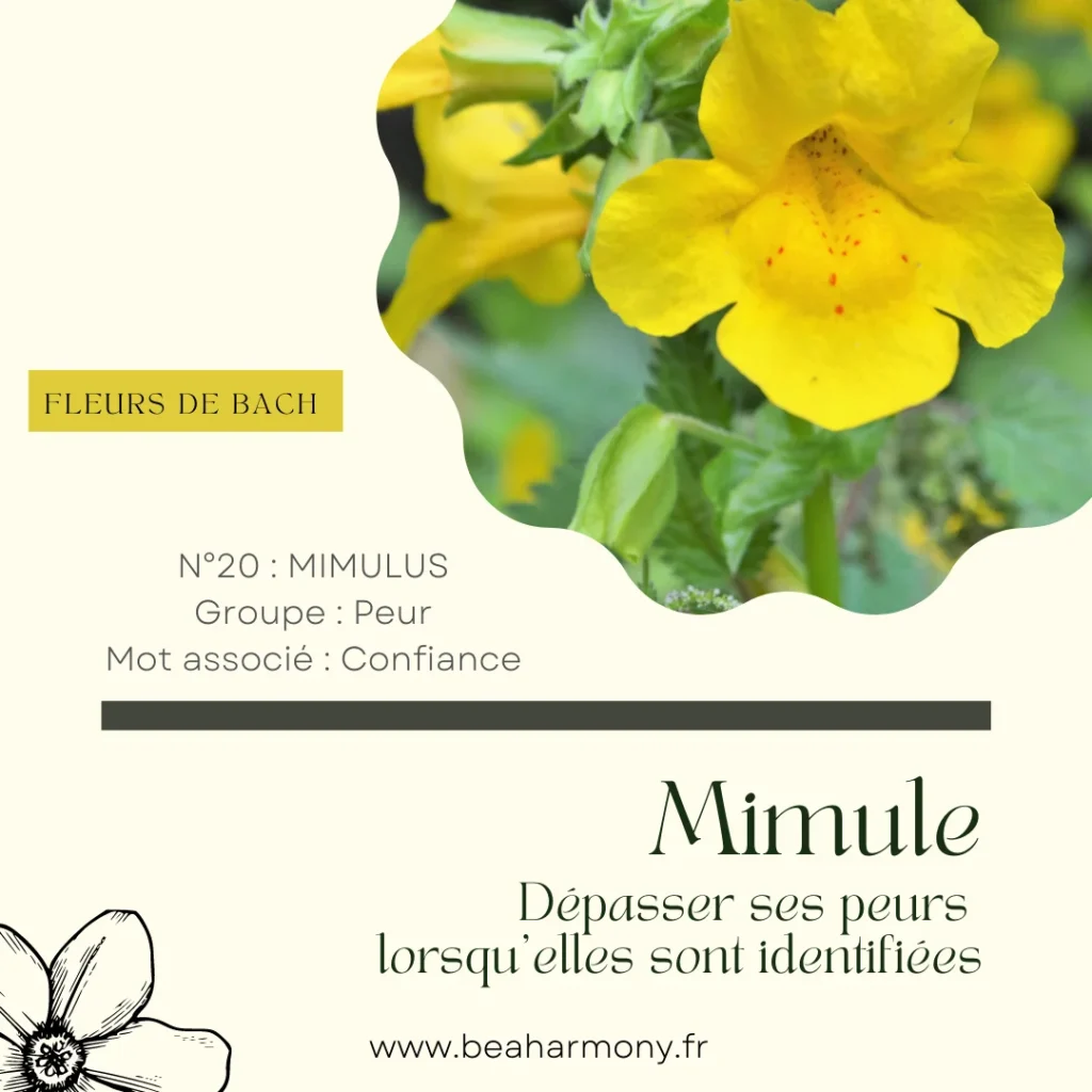 mimulus