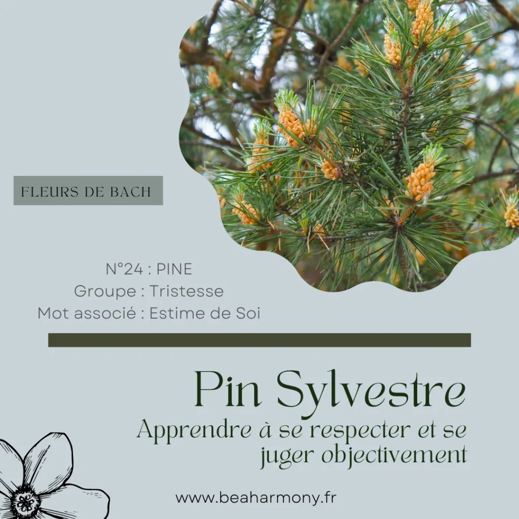 pine