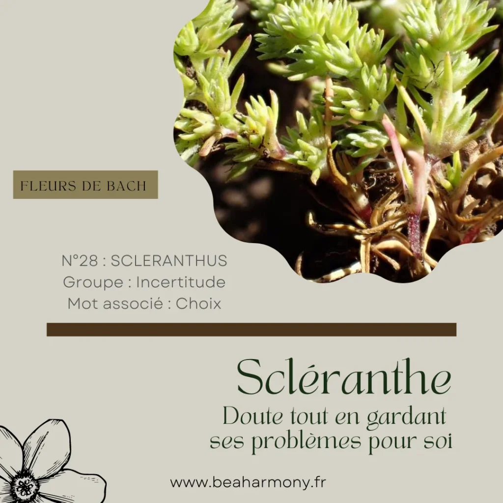 scleranthus