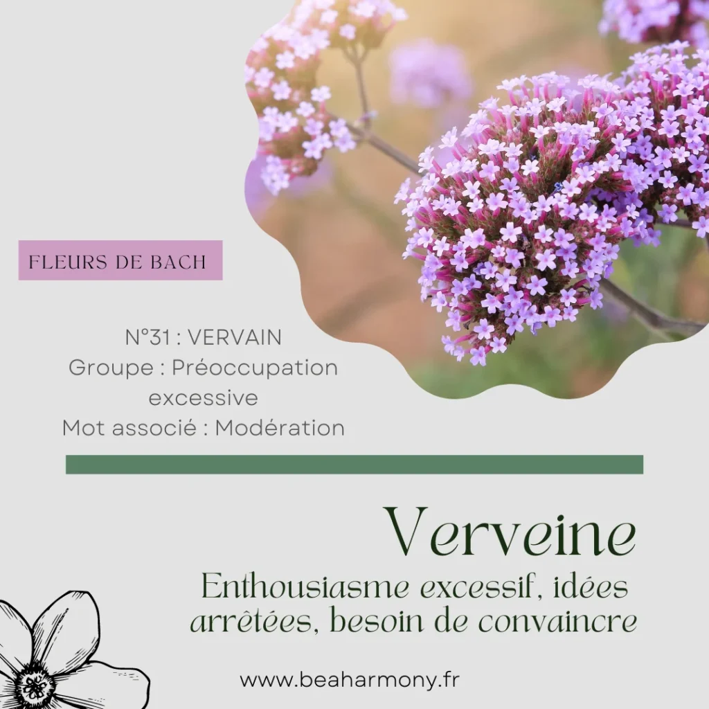 vervain