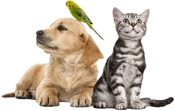 communication animale