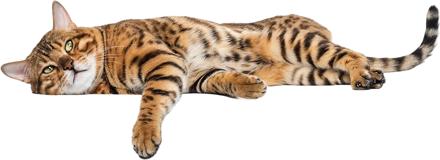 communication animale