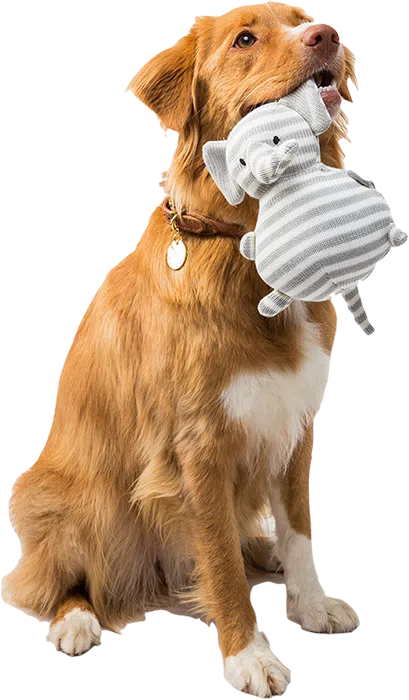 communication animale