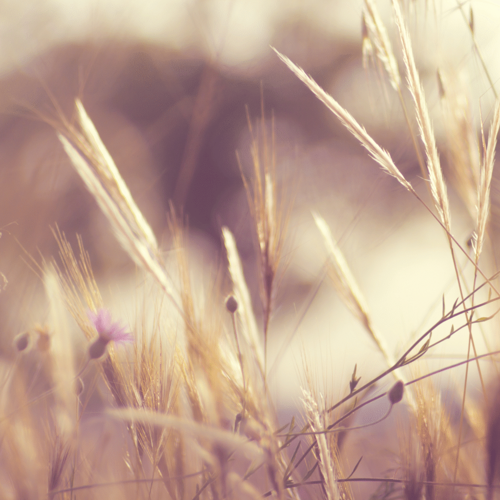 beaharmony photo champ soins énergétique adulte