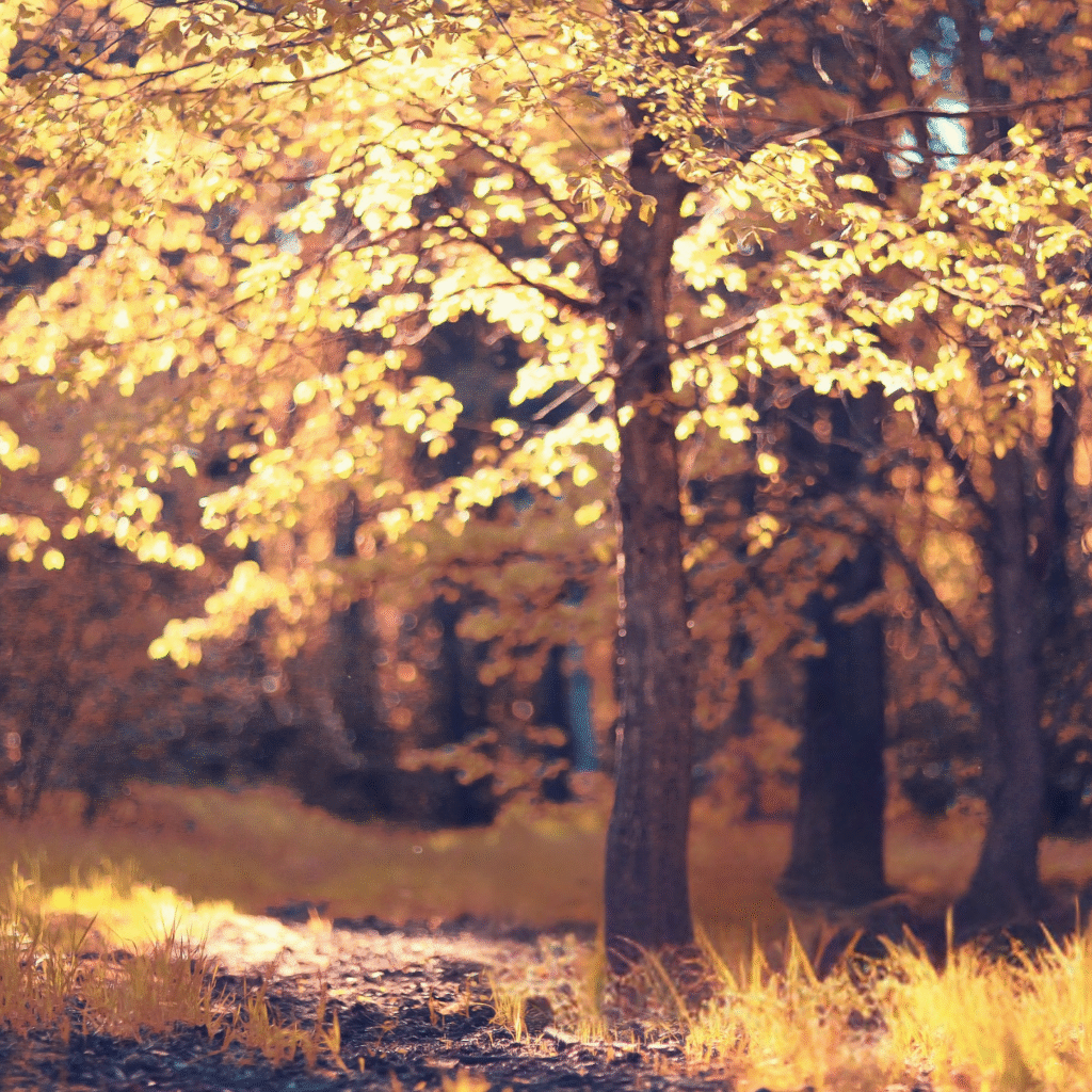 beaharmony photo foret soins énergétique adulte