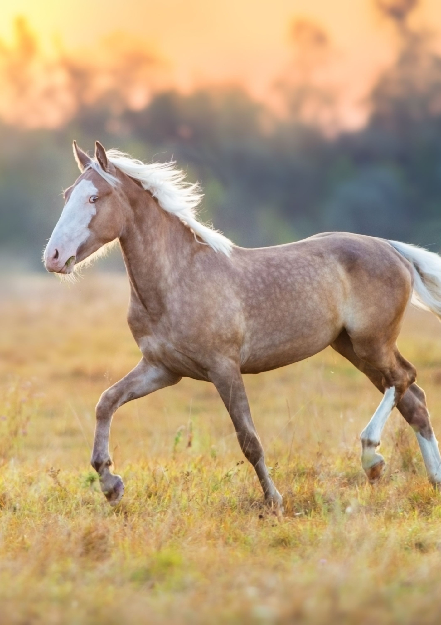 cheval communication animale intuitive