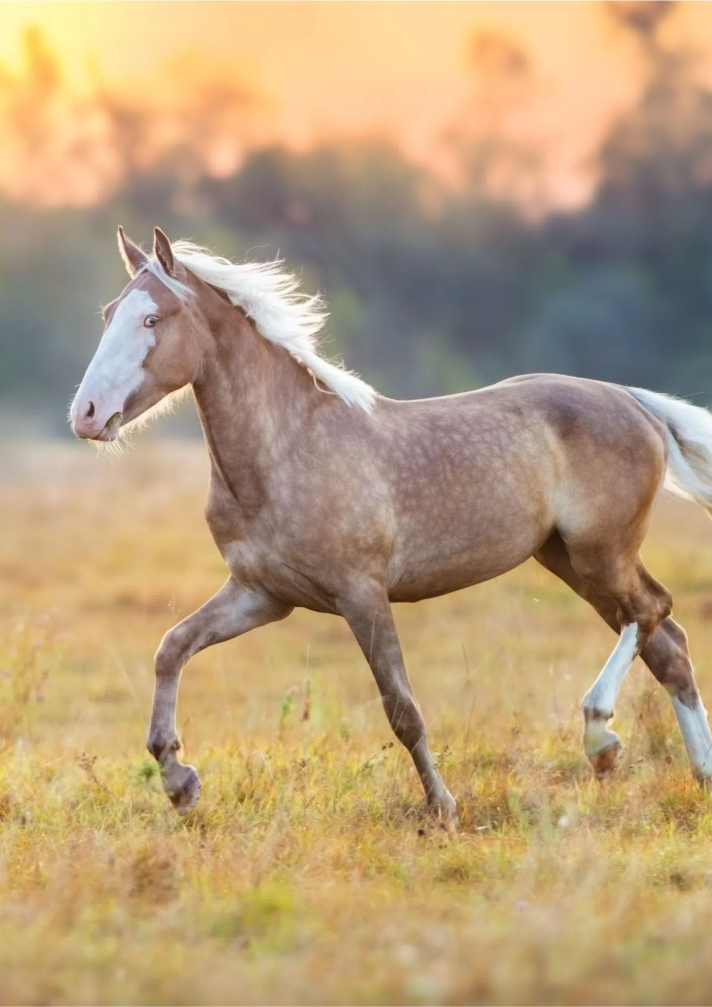 cheval communication animale intuitive